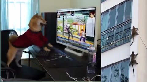 Smart Dog Plays The Game It's Owner Switch Off Then How Angry It Is