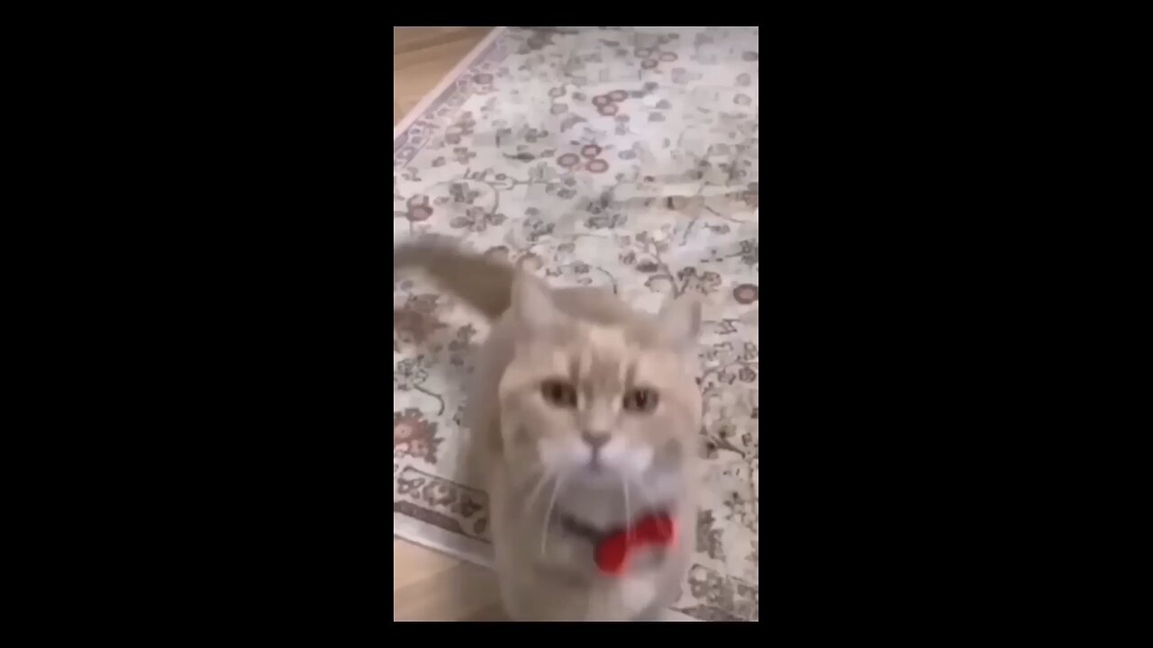 cat funny video 😂 cat and