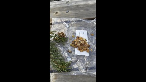 Pinon Pine Resin Video