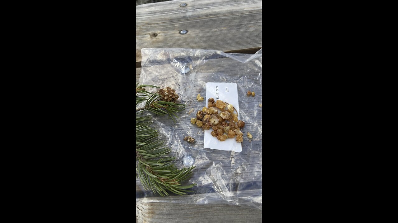 Pinon Pine Resin Video