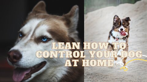 LEARN HOW TO CONTROL YOUR DOG AT HOME