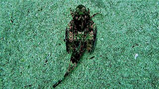 The sea robin is a bizarre predator with an incredible ability