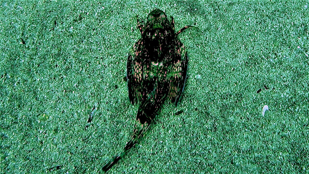 The sea robin is a bizarre predator with an incredible ability