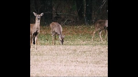 Deer by the road