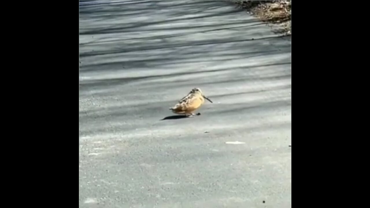 Bird dancing to the beat