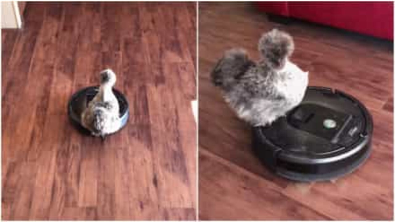 High speed roomba chicken!