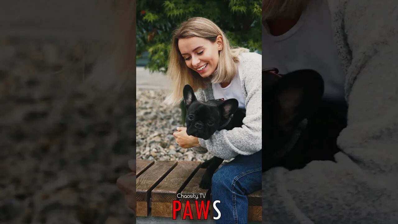 🐶 #PAWS - Benched Buddies: Lady and French Bulldog Share Joyful Moments of Play 🐾