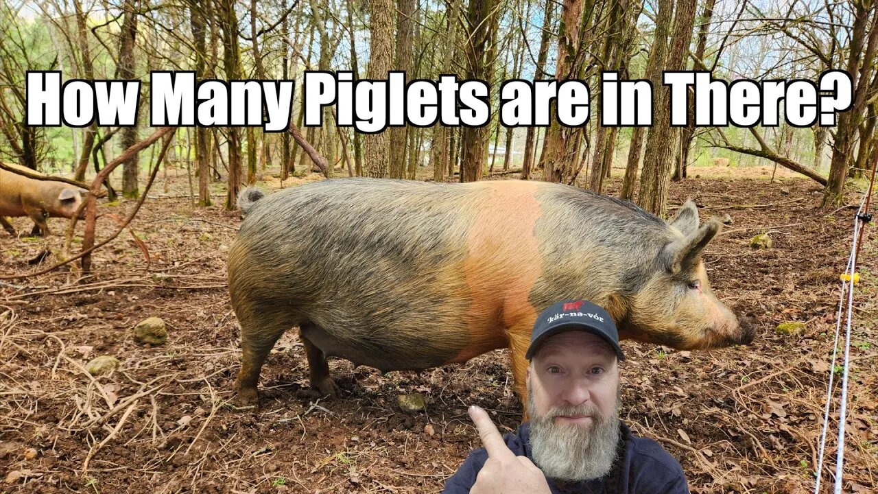 Countdown to Piglets! It's getting Close!