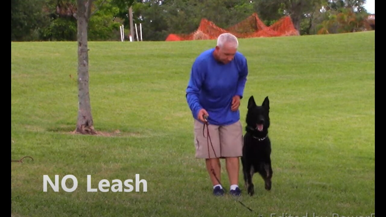 Guard dog training basics