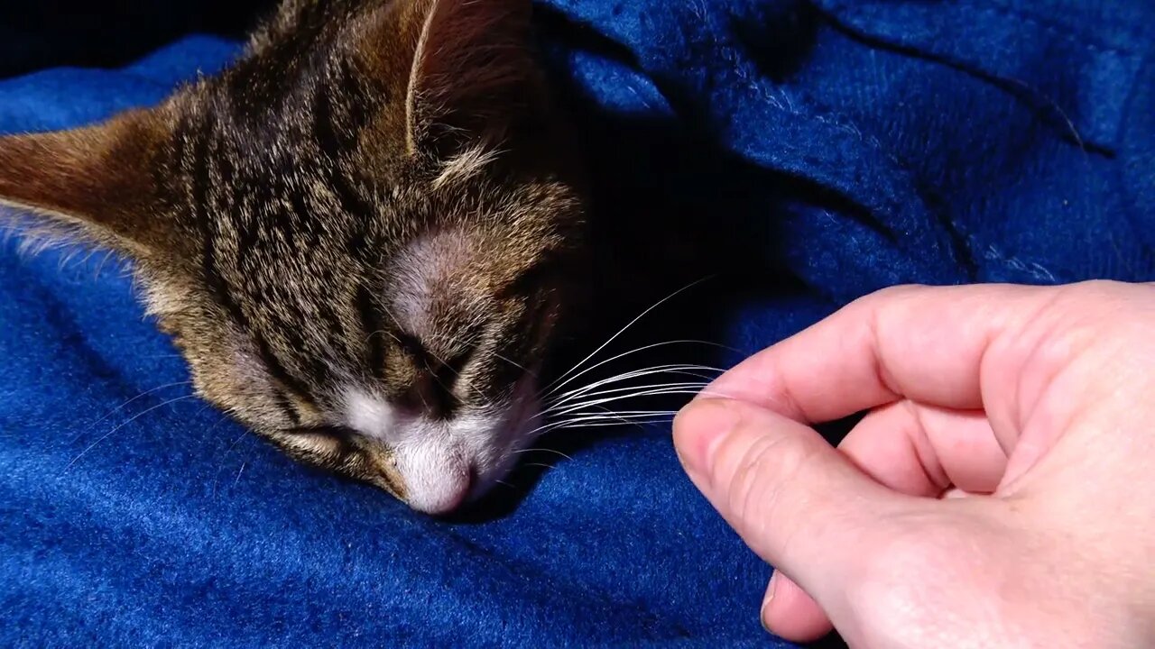 Rudolf the Cute Kitten Hides under a Blanket