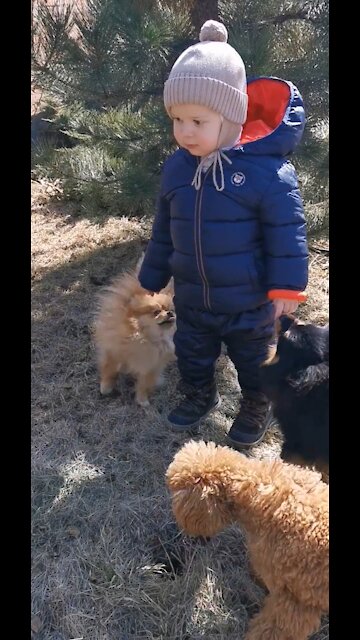 Baby Boy in angry mood dogs are convincing.