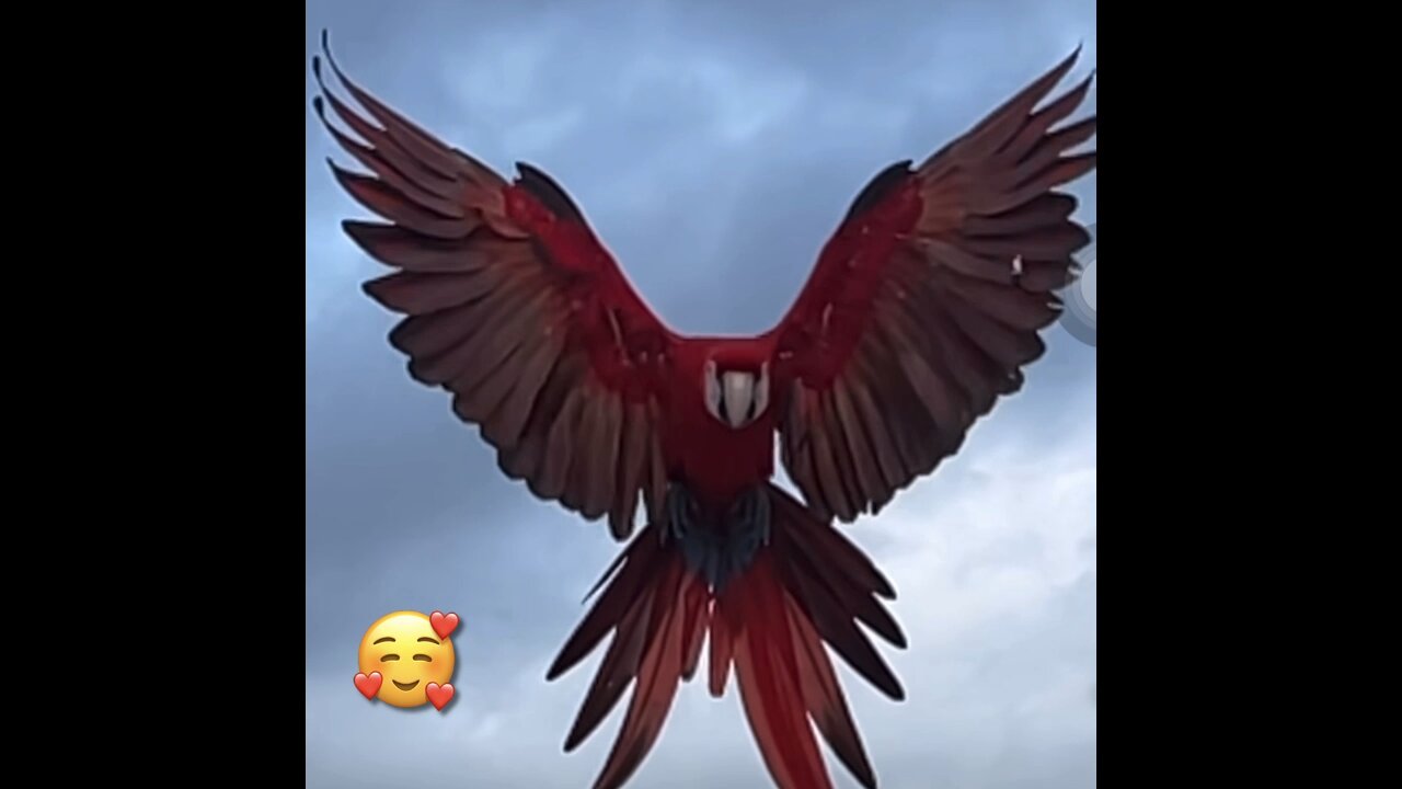 Beautiful Parrot 🦜 Flew Into Her Owner’s Arm’s In Slow-Mo😍