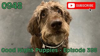 [0948] GOOD NIGHT PUPPIES - EPISODE 398 [#dogs #doggos #doggos #puppies #dogdaycare]