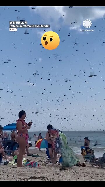 Dragonflies Swarm Misquamicut Beach in Rhode Island On Saturday