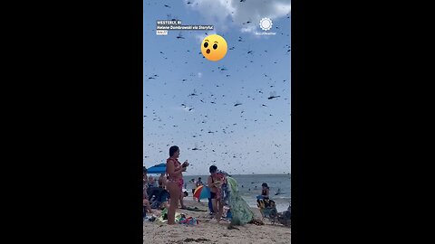 Dragonflies Swarm Misquamicut Beach in Rhode Island On Saturday