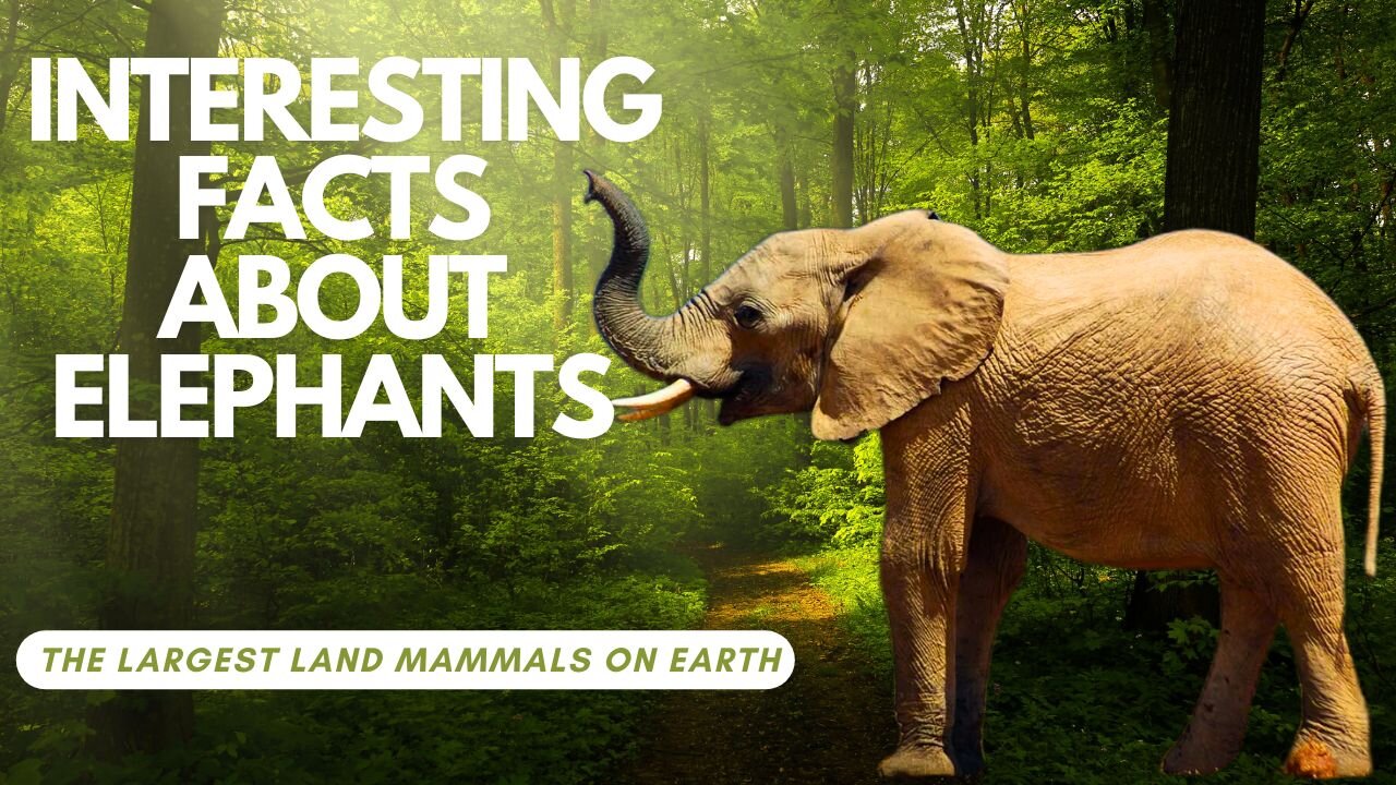 INTERESTING FACTS ABOUT ELEPHANTS THAT YOU SHOULD KNOW