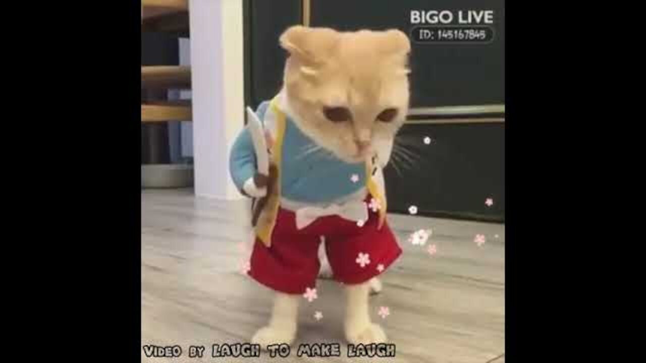 Best funny cat videos n°10