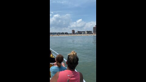 Check out the Dolphins in the ocean city