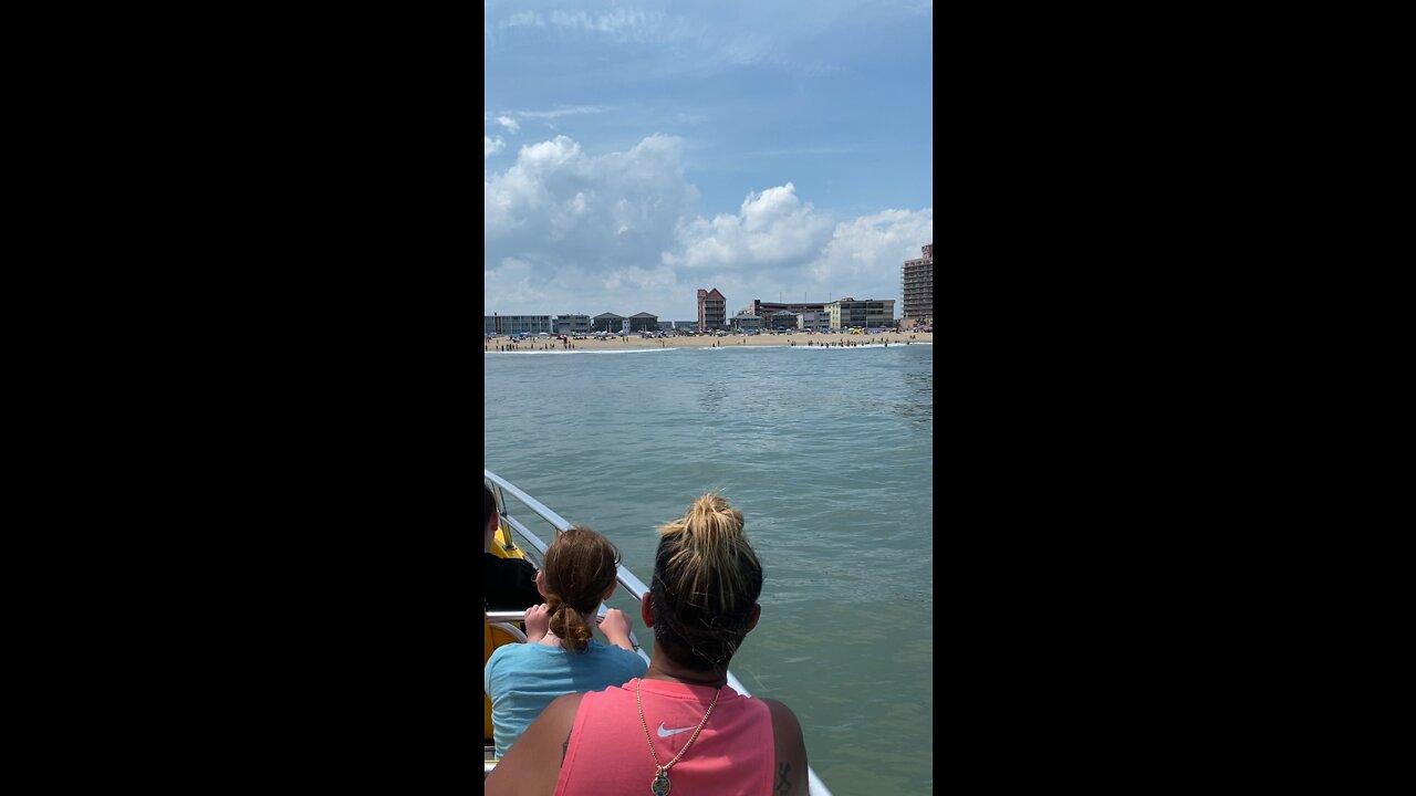 Check out the Dolphins in the ocean city