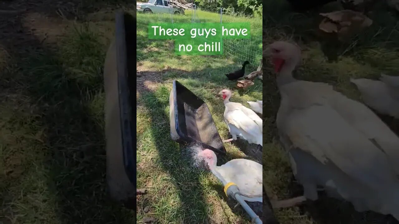 fowl out of control #turkeys #chicken #homestead #video #farm #shorts #turkey #duck