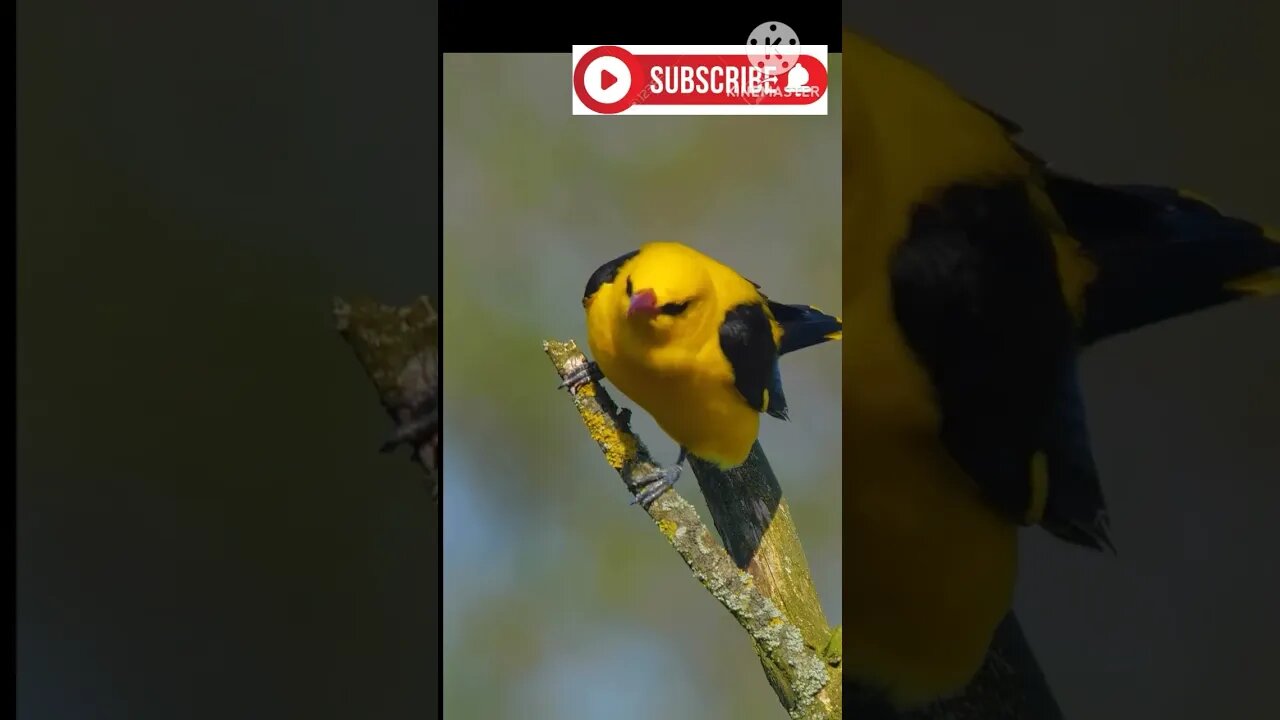 Beautiful birds sound #birds #shorts #viral