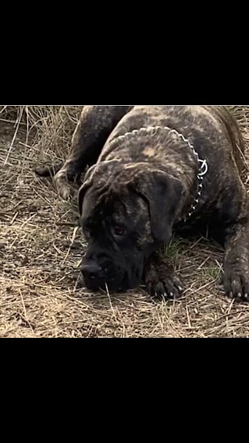 Kitten steals all the attention from mastiff