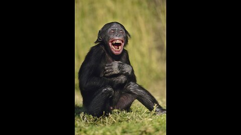 "Animal Comedy Hour: The Funniest Pets on the Internet!"