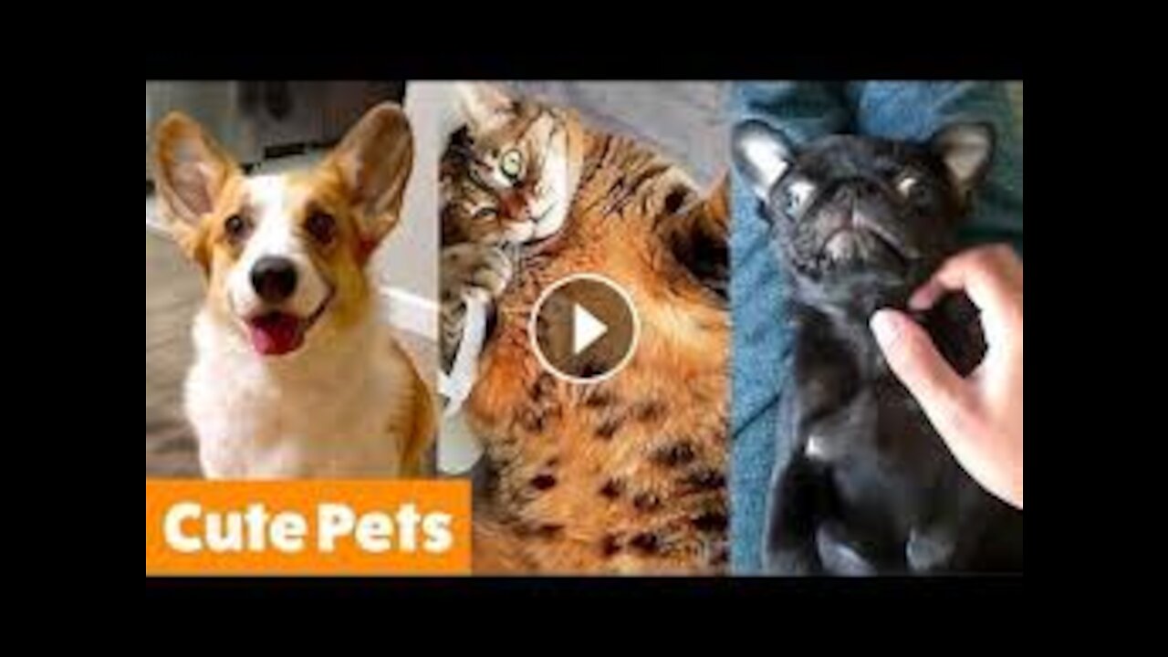 unlimited funny video, Cute And Funny Pets