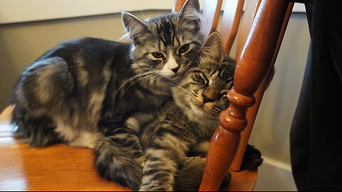 Watch ADORABLE KITTEN SISTER groom her BIG BROTHER