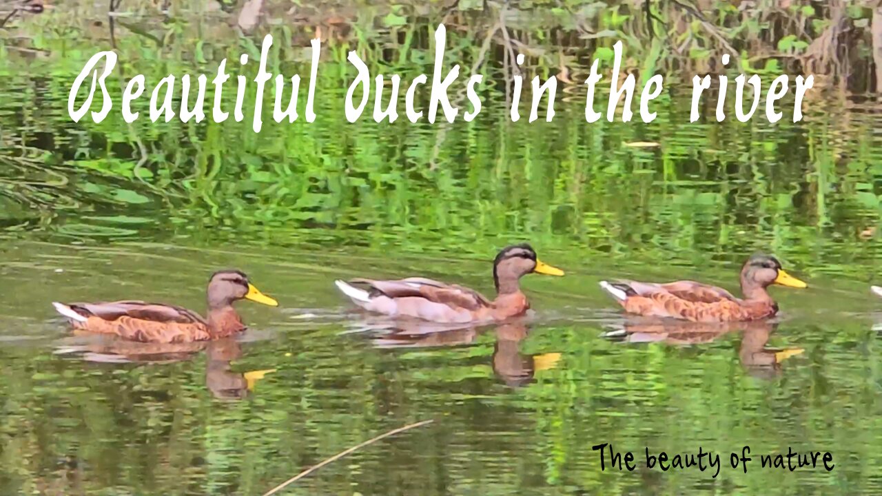 Beautiful ducks in the river / these beautiful water birds swim along a small river.