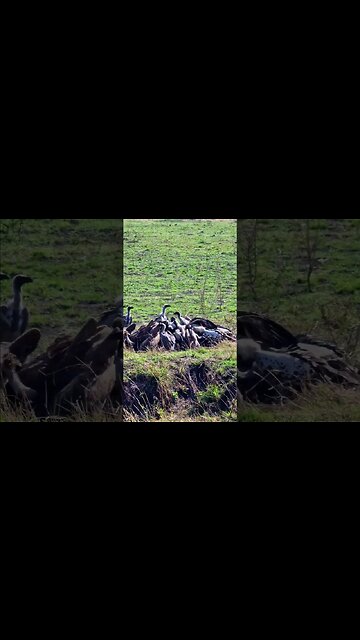 Vultures On A Wildebeest #shorts | #ShortsAfrica
