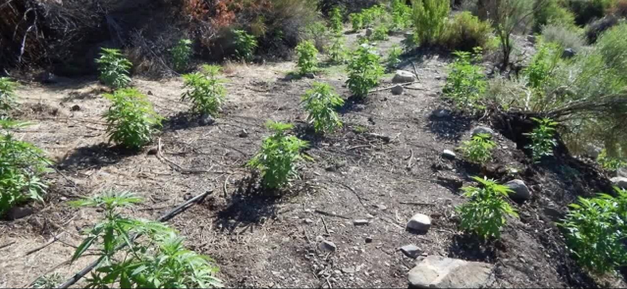 Rangers find marijuana grow in Death Valley National Park