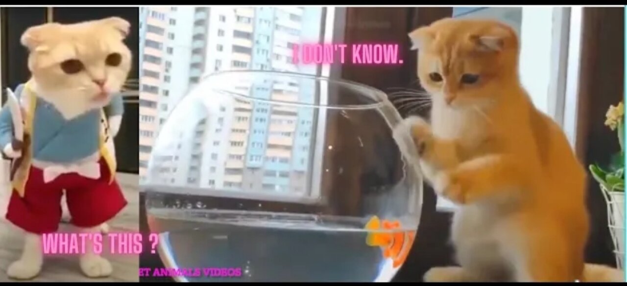 cute cat reaction/ cutest animal playing with fish, let's enjoy amazing video 😃