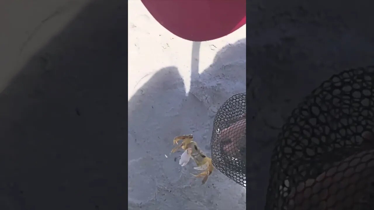 Ghost Crab Caught at Gould's Inlet, St. Simons Island: A Slack Tide Short #shorts