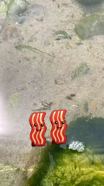 Women are a lot like Bacon