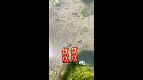 Women are a lot like Bacon