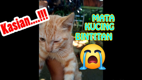 so beautiful cat | so cute cat | funny cat | cute cat |