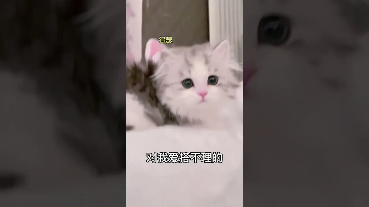 Omg So cute cat -🥰🐱 #shorts #shortsfeed #youtubepets_&_animals