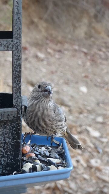 House Finch🐦Gazebo Seed Feast