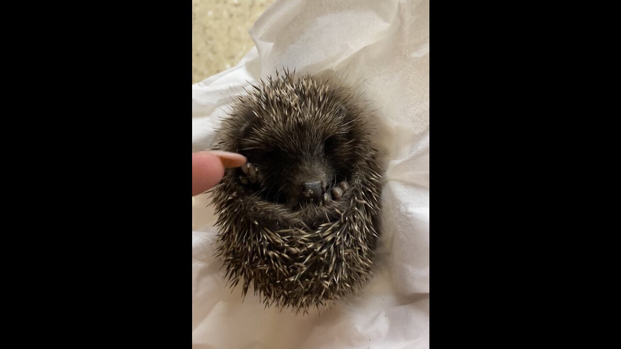 A little hedgehog accidentally fell into our yard