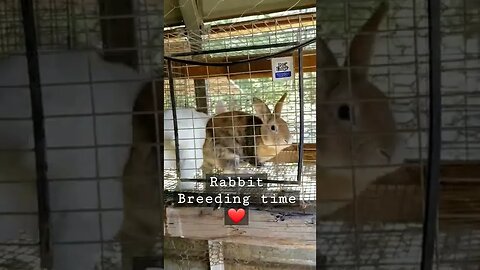 #rabbitbreeding #breedingrabbits #rabbits #farmanimals #farmlife #homesteadlife #springtime