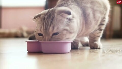 21 Ways You Are Hurting Your Cat Without Realizing
