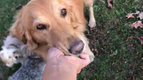 Golden in Fall, retriever her ball…