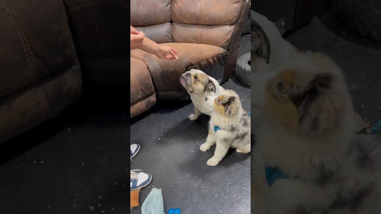 Dior and Ziggy Finally Getting Along 🤦🏻‍♂️ #dogsofyoutube