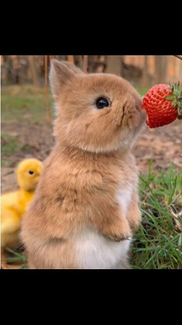 Little Rabbit’s Strawberry Serenade melody