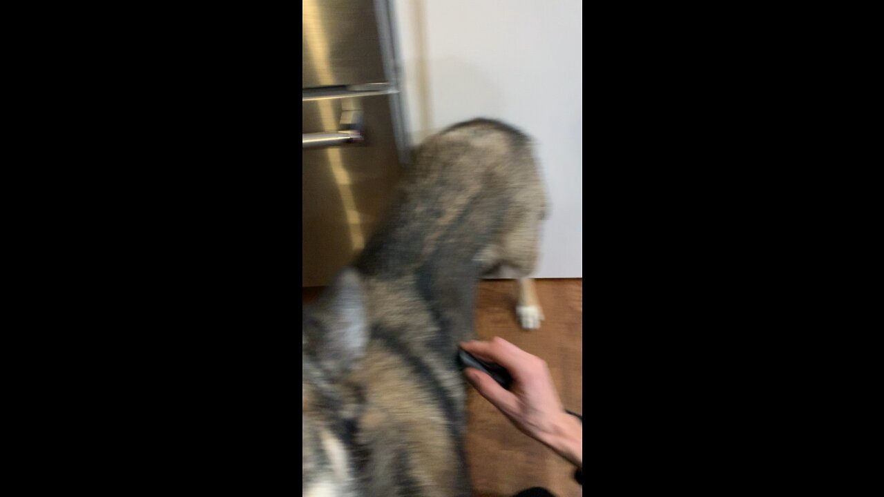 our dog loves the vacuum cleaner!!!!!