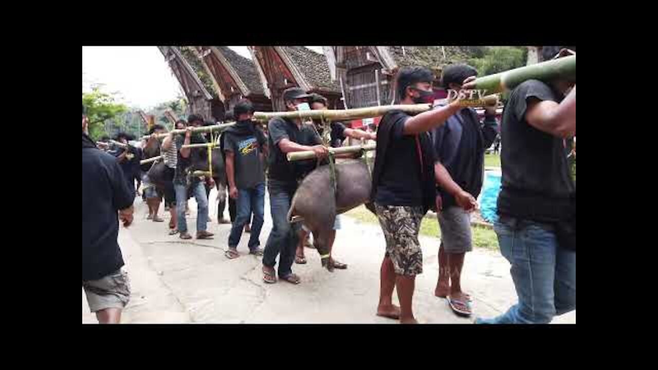 Rambu Solo Tana Toraja unik adalah Pemakaman Termahal di Dunia