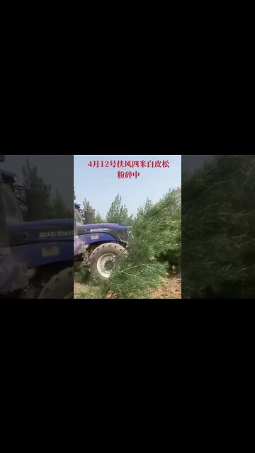 Trees Pushed Down to Implement the CCP's Latest “Turning the Forests into Farmland" Policy