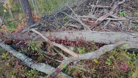 Near disastrous fallen tree