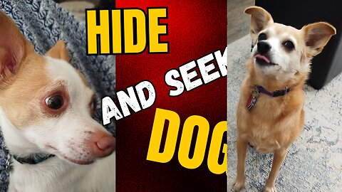 Hilarious Hide-and-seek